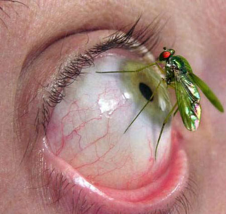 ojo al mosquito